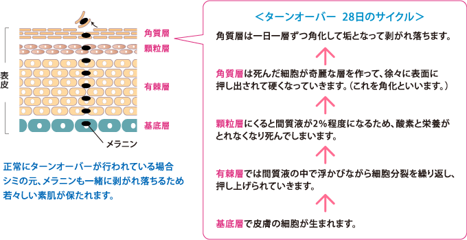 図【ターンオーバー28日のサイクル】